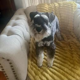 Ranger - Miniature Schnauzer