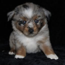 Kimber - Blue merle female Miniature Australian Shepherd puppy in Paris, Texas from Kuttin’ Up Mini Aussies