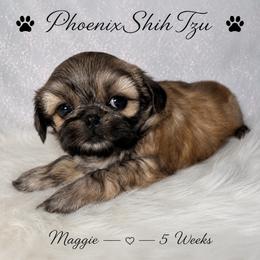 Maggie - Gold female Shih Tzu puppy in Hayden, Idaho from Phoenix Shih Tzu