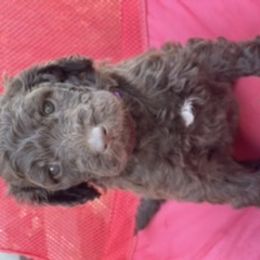 Goldendoodle Puppies from Sunshine Doodles