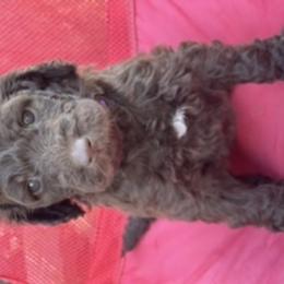 Goldendoodle Puppies from Sunshine Doodles