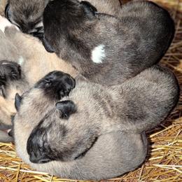 Boy 3 - Fawn male Anatolian Shepherd Dog puppy in Cleveland, Minnesota from Schmahl Family Farms