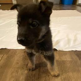 Black collar female - Black and tan female German Shepherd puppy in Rockbridge, Ohio from Sandy’s Shepherds