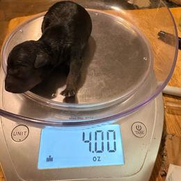 Cindy - Black and gold female Yorkshire Terrier puppy in Phoenix, Arizona from Coursey’s Yorkies