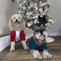 Schnoodle Puppies from RR Schnoodles