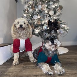 Schnoodle Puppies from RR Schnoodles