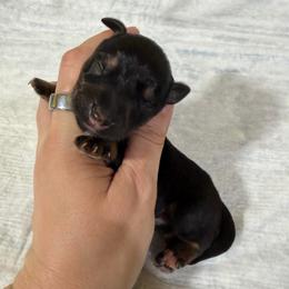 Creed - Black and silver male Miniature Schnauzer puppy in Lufkin, Texas from C&K’s Schnauzer House