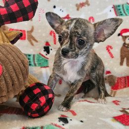 AKC Milo - Fawn brindled black male Chihuahua puppy in Newport, Maine from Pinewood Acres Chihuahuas
