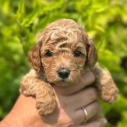 Kennedy - Silver-beige  female Poodle puppy in Herriman, Utah from Shaggy Mountain Pups LLC