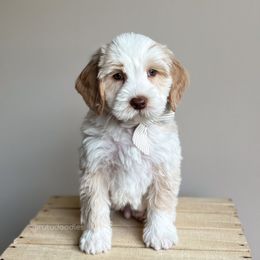 Pluto - Caramel male Australian Labradoodle puppy in Belding, Michigan from Rutu Australian Labradoodles