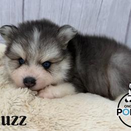 Buzz - Black and white male Pomsky puppy in Eastman, Georgia from Once Upon A Pomsky