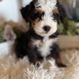 Maple - Tri-color female Bernedoodle puppy in Saint Francis, Kansas from Land of Oz Doodles
