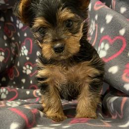 Girl - Black and tan female Yorkshire Terrier puppy in Hollister, Idaho from Twin Falls Tiny Dogs