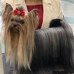 Ozzy - Yorkshire Terrier