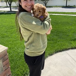 Cavapoo, Goldendoodle, and Poodle All Grown Up from Diamond Companions