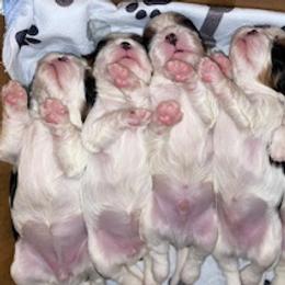 Cavalier King Charles Spaniel Puppies from Cassie’s Cavaliers