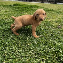 Vizsla Puppies from Mickle Farm Vizslas