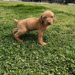 Vizsla Puppies from Mickle Farm Vizslas