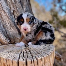 Blizzard - Blue merle male Australian Shepherd puppy in Randolph, Utah from Dry Canyon Pups