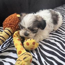 Uncle Fester - Tricolor male Shih Tzu puppy in Tampa, Florida from Shih Tzus of Kingshyre