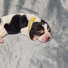 Rose 'yellow collar' - Black brown and white female Basset Hound puppy in Valley, Washington from Peaceful Valley Paws
