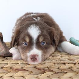 Austin - Red tri-color male Australian Shepherd puppy in Plantersville, Texas from Jak Se Auss