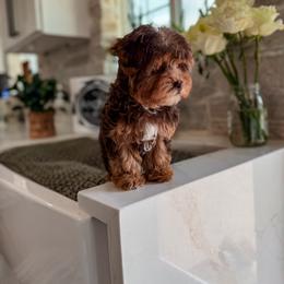 Bernedoodle, Cavapoo, Cavapoochon, Goldendoodle, Poodle, and Yorkipoo Puppies from Anchor Dogs