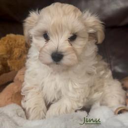 Jinu - Cream male Maltipoo puppy in Lake Ann, Michigan from Riyem Wildflower Farms