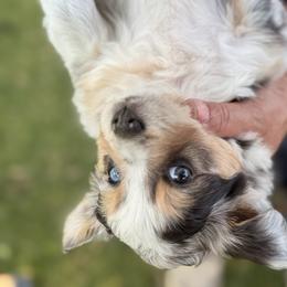 Miniature Australian Shepherd and Toy Australian Shepherd Puppies from Son Shine Farm