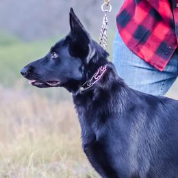 Nyxie - German Shepherd