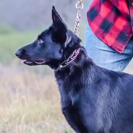 Nyxie - German Shepherd