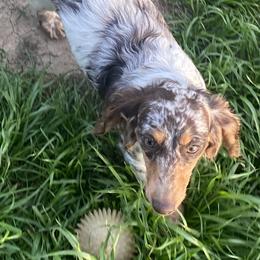 Tara - Dachshund