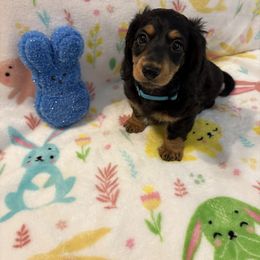 Dachshund Puppies from Parker’s all American Doxies