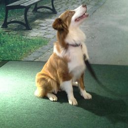 Kiley - Australian Shepherd