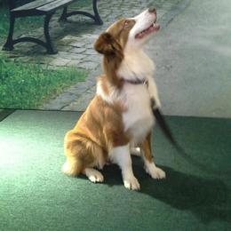 Kiley - Australian Shepherd