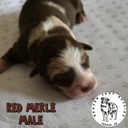 Archie - Red merle male Miniature Australian Shepherd puppy in Jaroso, Colorado from Heaven Sent Aussies
