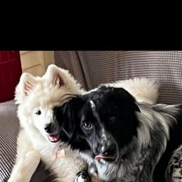 Samoyed Puppies from Hill Country Samoyeds