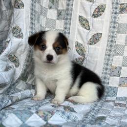 Iris-natural bobtail Mismark - White and black female Pembroke Welsh Corgi puppy in Hope, Arkansas from Foxy Knoll Farm