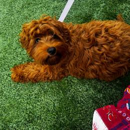 Skippy - Red female Cockapoo puppy in Corona, California from SoCalFamilyFrenchies, Doodles and more