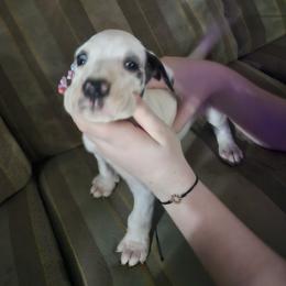 Enoch - Blue and white male Great Dane puppy in Pollock, Louisiana from Danes Done Right