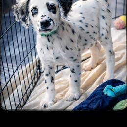 Typhoon - White and black male Dalmatian puppy in Salem, Missouri from Paradise Spots Dalmatians