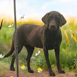 Millie - Labrador Retriever
