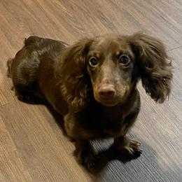 Jax - Dachshund