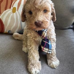Elmer - Caramel cream male Labradoodle puppy in Camden, North Carolina from Oopsie Doodles of NC