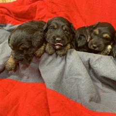 Border Collie and Bordoodle Puppies from Sunrise Kennels