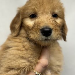 Bernedoodle, Bernese Mountain Dog, and Goldendoodle Puppies from Red Door Canines