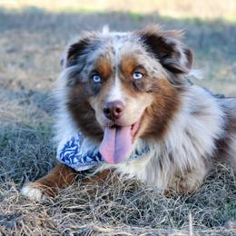 Frankie - Miniature Australian Shepherd