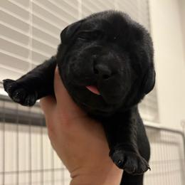 Brown boy - Black male Labrador Retriever puppy in Menifee, California from The Golden Leash Kennels