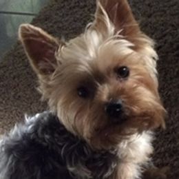 Jill - Yorkshire Terrier