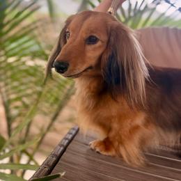 Iggy - Dachshund